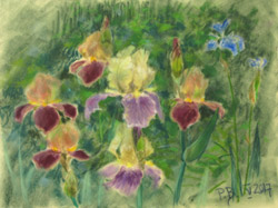 Irises 2. 2017. Pastel on paper. 40 x 30 cm.