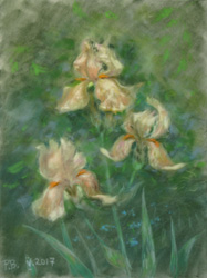Irises. 2017. Pastel on paper. 30 x 40 cm.